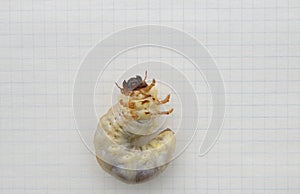 Maybug larva on a sheet of paper.