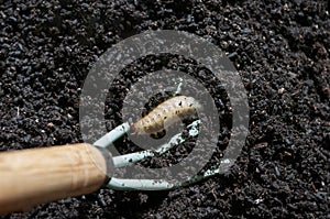 Maybug larva in soil, flower roots damaging insect pest