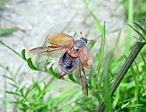 Maybug on leaf