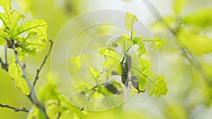 Maybug on leaf. Cockchafer in nature. Reproduction coitus in spring. Doodlebug, is a European beetles of the genus