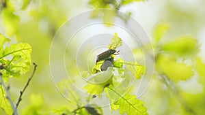 Maybug on leaf. Cockchafer in nature. Reproduction coitus in spring. Doodlebug, is a European beetles of the genus