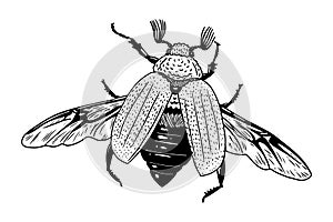 Maybug linear drawing of a large flying cockchafer