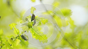 Maybug on an oak tree and eating young leaves. Family scarabaeidae. Close up.