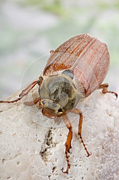 Maybug on a rock