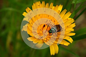 Maybug on a yellow flower