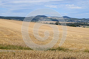 Mayen, Germany - 07 27 2020: view across the ripe grain fields to small town Mayen between the hills