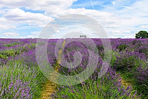 Mayfield Lavender Farm