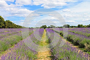 Mayfield Lavender Farm, UK