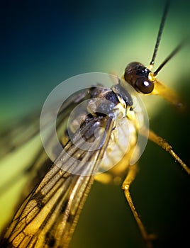 Mayflies (Ephemeroptera)