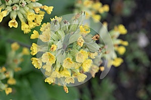 Mayflower or cowslip primrose, Primula veris