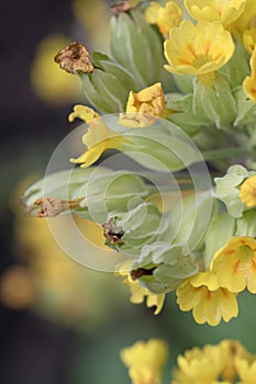 Mayflower or cowslip primrose, Primula veris