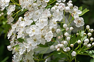 Mayflower crataegus laevigata blossom