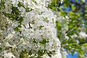 Mayflower crataegus laevigata blossom