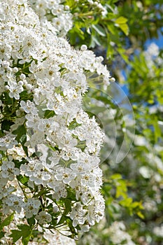 Mayflower crataegus laevigata blossom