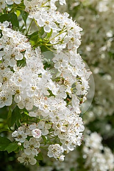 Mayflower crataegus laevigata blossom