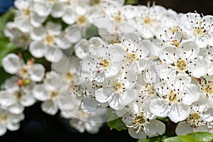 Mayflower crataegus laevigata blossom