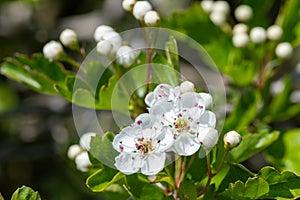 Mayflower crataegus laevigata blossom