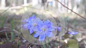 Mayflower Hepatica nobilis spring blue flowers in light coniferous forest