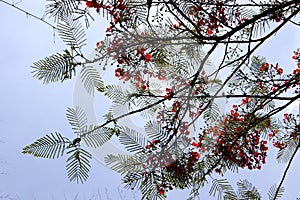 Mayflower Leaves and Flowers