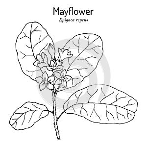 Mayflower or trailing arbutus Epigaea repens , state flower of Massachusetts