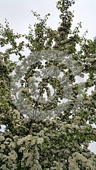 Mayflower tree heavily laden with blossoms