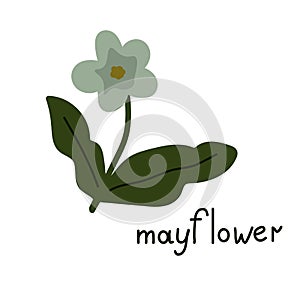 Mayflower vector flower