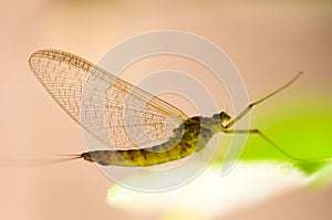 Mayfly