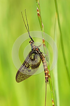 Mayfly