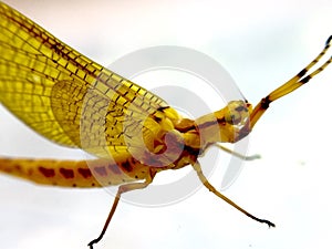 Mayfly