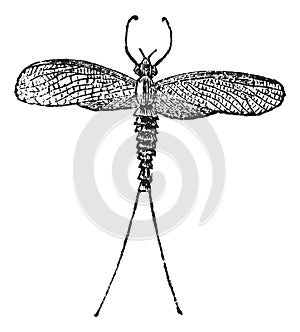 Mayfly or Dayfly or Shadfly or Green Bay Fly or Lake Fly or Fishfly or Midgee or Jinx Fly or Ephemeroptera, vintage engraving