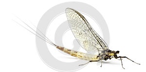 Mayfly, Ephemera danica