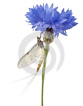 Mayfly, Ephemera danica, on flower