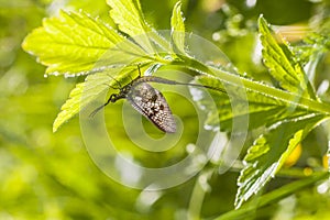 Mayfly (Ephemera vulgata)