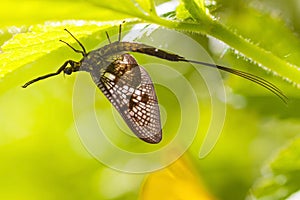 Mayfly (Ephemera vulgata)