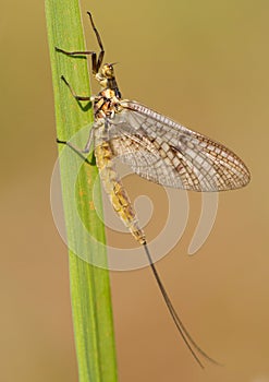 Mayfly Ephemera vulgata macro photo in czech