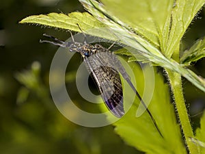 Mayfly (Ephemera vulgata)