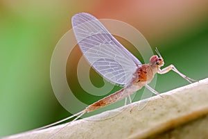 Mayfly or Ephemeroptera