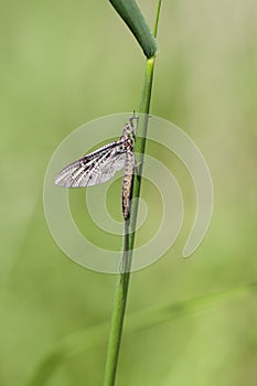 Mayfly - Ephemeroptera