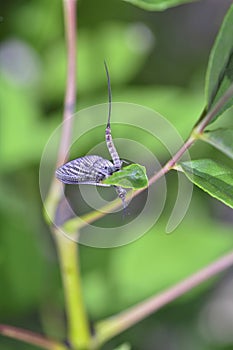 Mayfly     Ephemeroptera     at a plant in nature