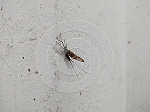 Mayfly ephoron and the skin on the wall