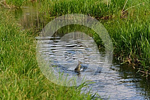 Mayfly fly fishing fot trout