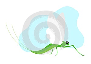 Mayfly Insect