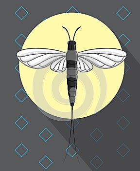 Mayfly Insect Flying