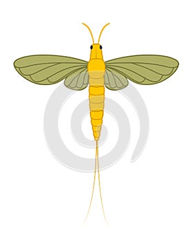 Mayfly Insect Illustration