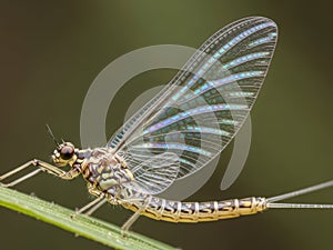 Mayfly insect isolated on white background