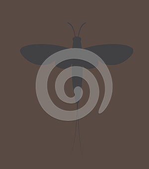 Mayfly Insect Vector Silhouette