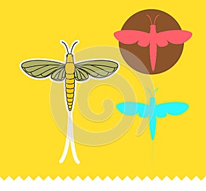 Mayfly Insects Vector