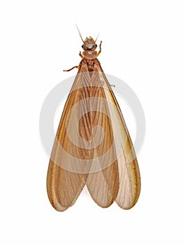 Mayfly isolated on the white background