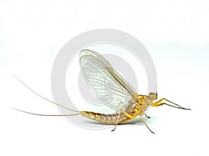 Mayfly