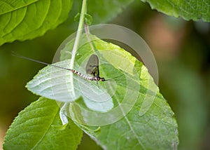 Mayfly, male Ephemera danica, on leaf.